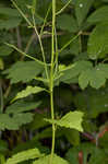 Garlic mustard